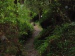 Path thru the Redwoods